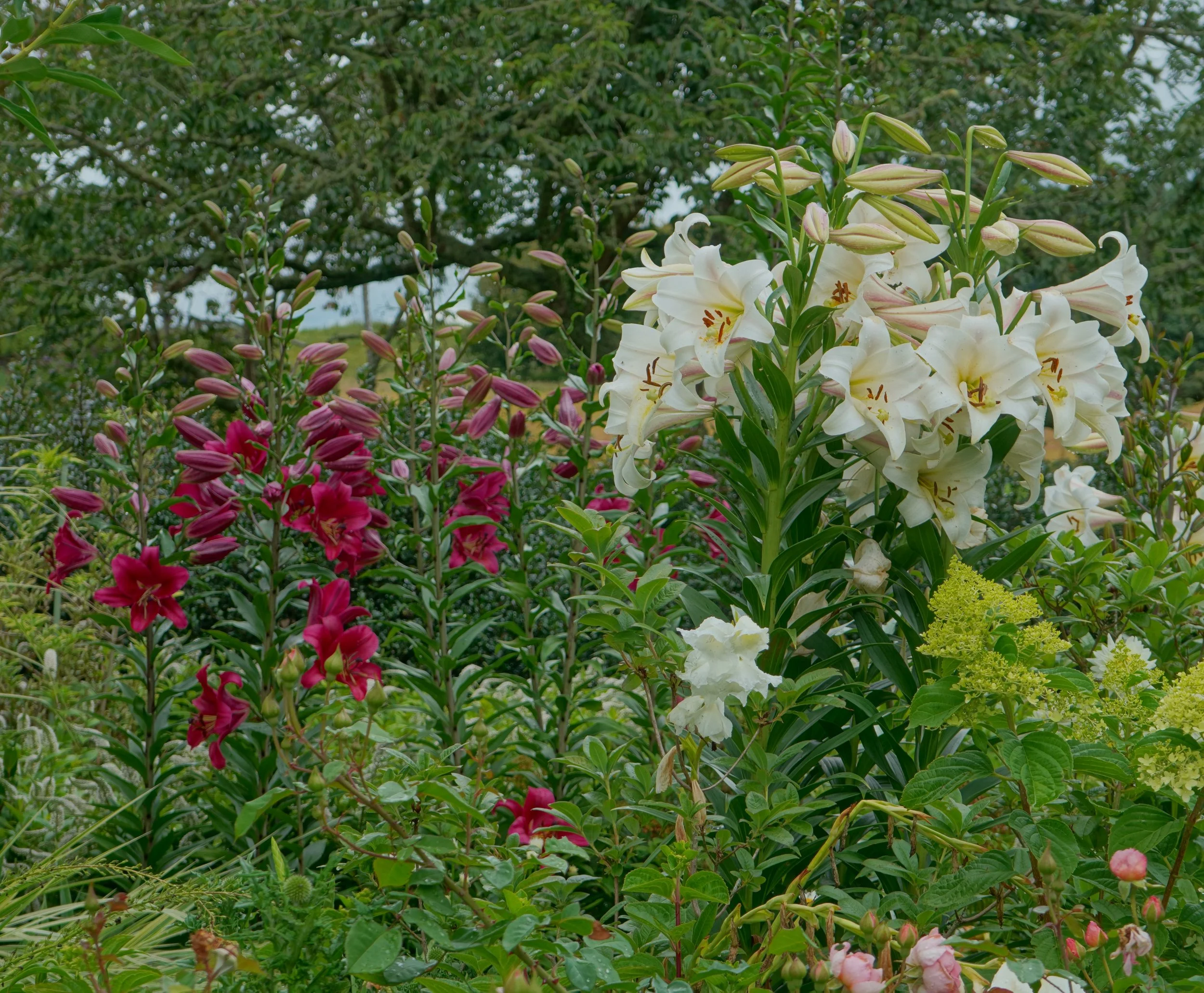 The Omaka Gardens