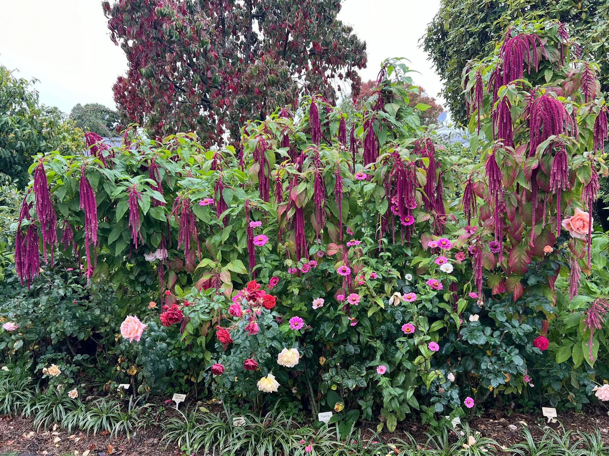 Whitney ★★★★
Blenheim, Marlborough. A garden established in 1935 and restored by its current owners in 1981 &mdash; cottage plantings, natives, large trees, fruit and vegetables, and a Tudor-style house at the centre of it all. Ninety years of growth
