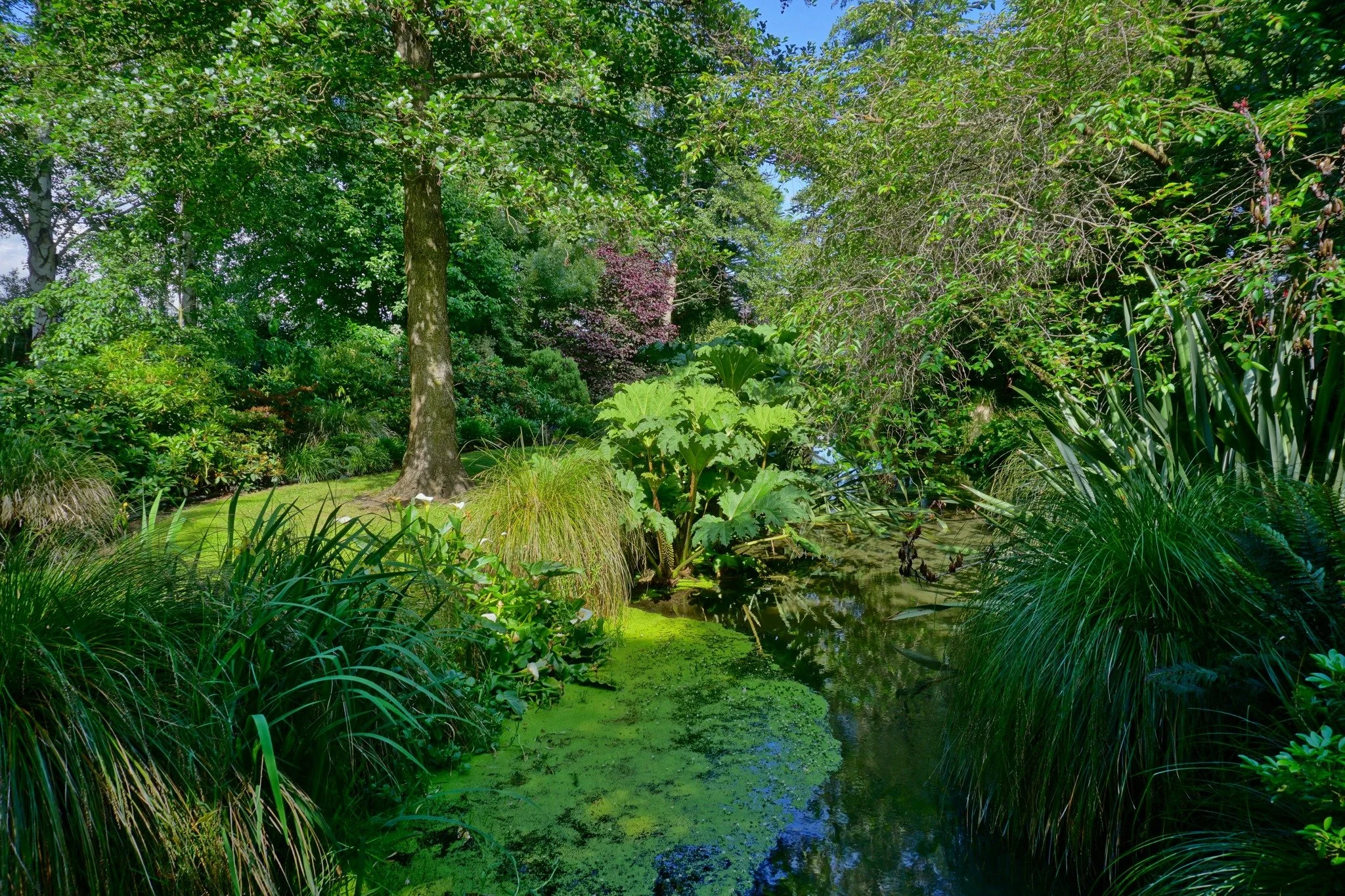 Coldstream ★★★★★
A hectare of North Canterbury garden &mdash; oaks, silver birch, camellias, rhododendrons, and a creek-fed pond threading through it all. Coldstream was affected by severe wind in 2025 and is currently being restored. Worth checking 