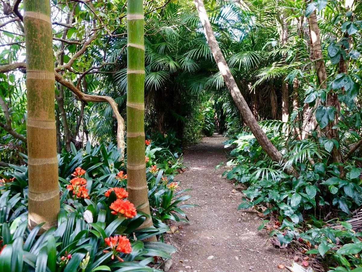 Wharepuke Subtropical Garden
⭐⭐⭐⭐⭐ Garden of National Significance
Five acres of subtropical plantings in Kerikeri &mdash; rare orchids, bromeliads, edible fruiting trees and forty sculptures woven through a 1km trail. Robin Booth has been building t