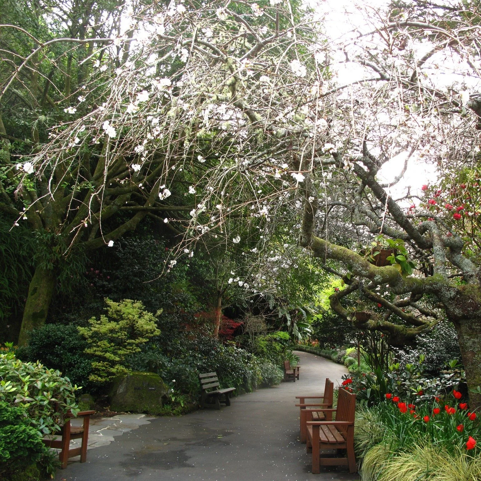 Eden Garden
⭐⭐⭐⭐⭐ Garden of National Significance
Sixty years of volunteer labour on the slopes of Mount Eden &mdash; camellias, vireyas, bromeliads and 16,000 tulips in August, tucked into a former quarry minutes from downtown Auckland.
Open Tuesday