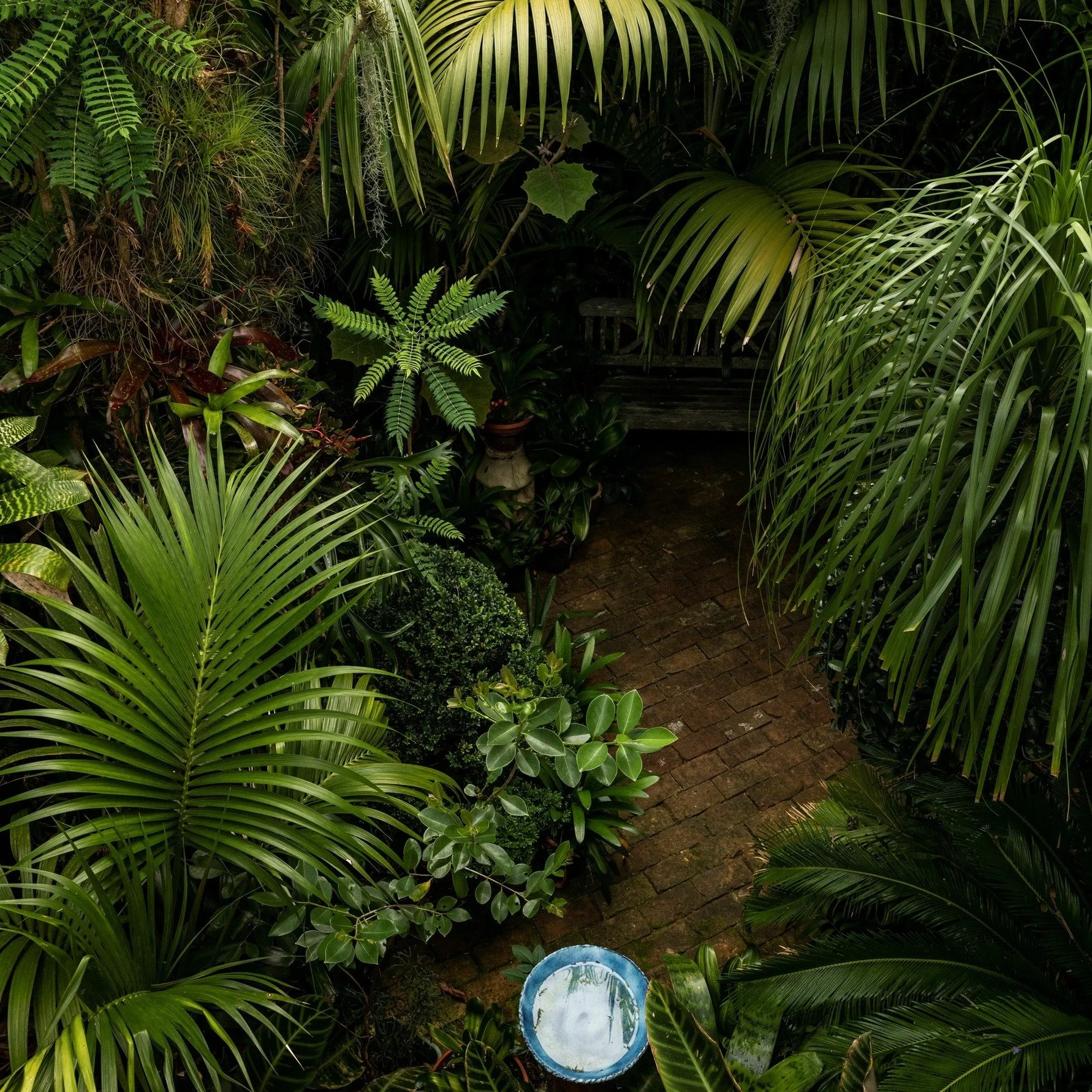 The Urban Jungle
⭐⭐⭐⭐⭐ Garden of National Significance
427 square metres in Freemans Bay, Auckland. Palms, air plants, skinks, frogs and birdsong &mdash; ten minutes' walk from the CBD. Mark van Kaathoven has been building this subtropical layered ga