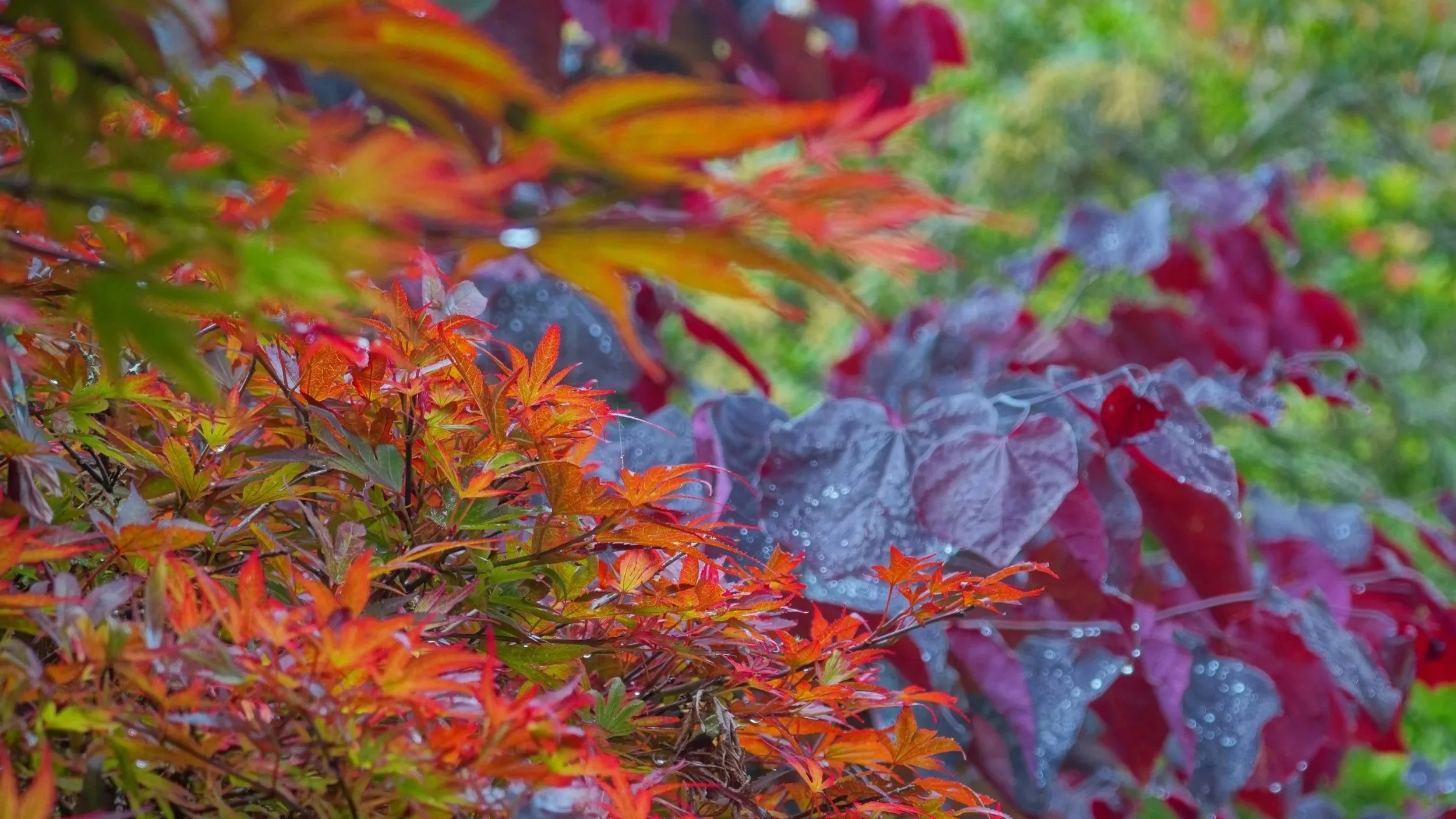Q&amp;A : Scott and Christopher from The Omaka Gardens