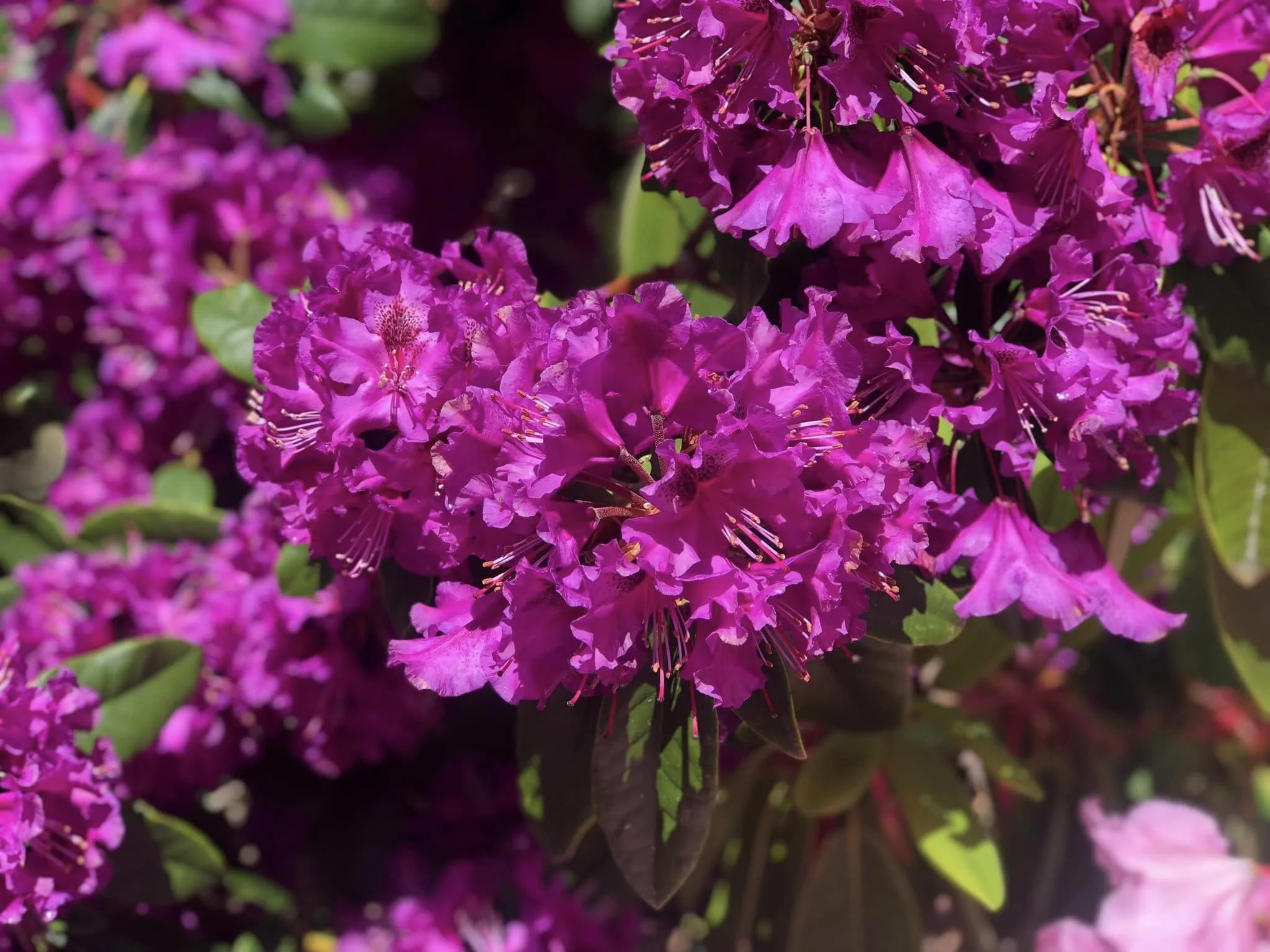 The Joy of Plant Collections