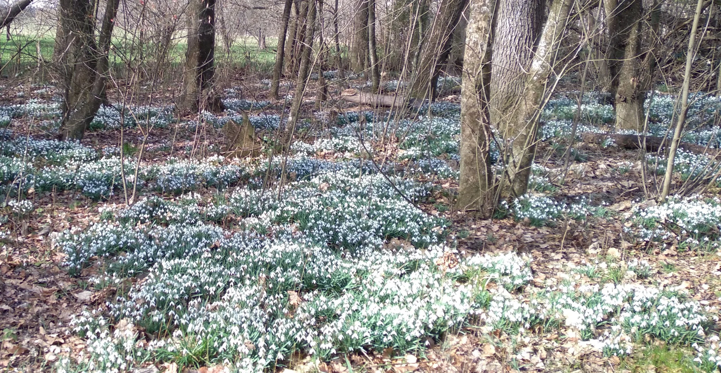 AUG - Snowdrop Festival Garden Tours