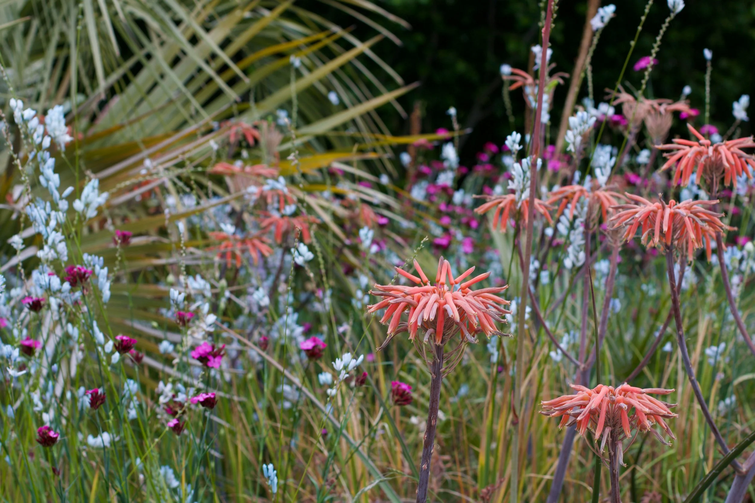 Welton House is an open garden in Blenheim New Zealand.