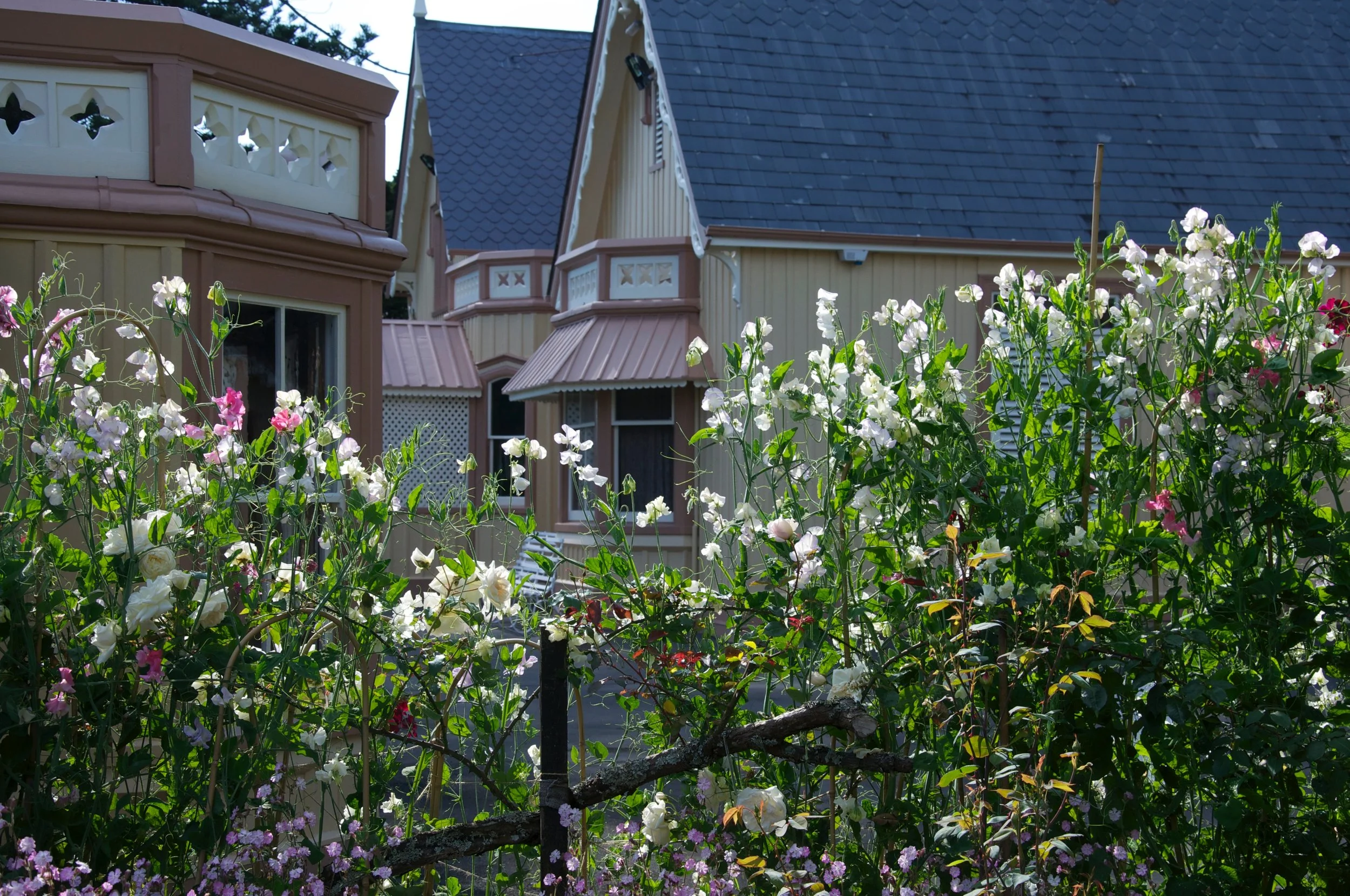 NOV- Sweetpea and Plant Fair at Highwic