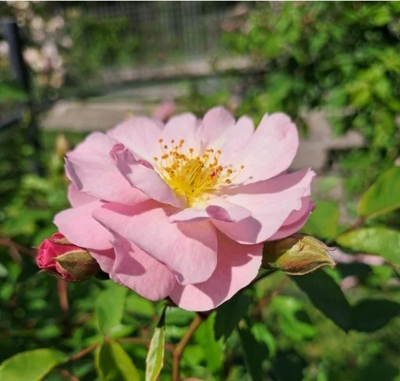 Pink rose set amoungst a garden at the Goetheanum in Dornach