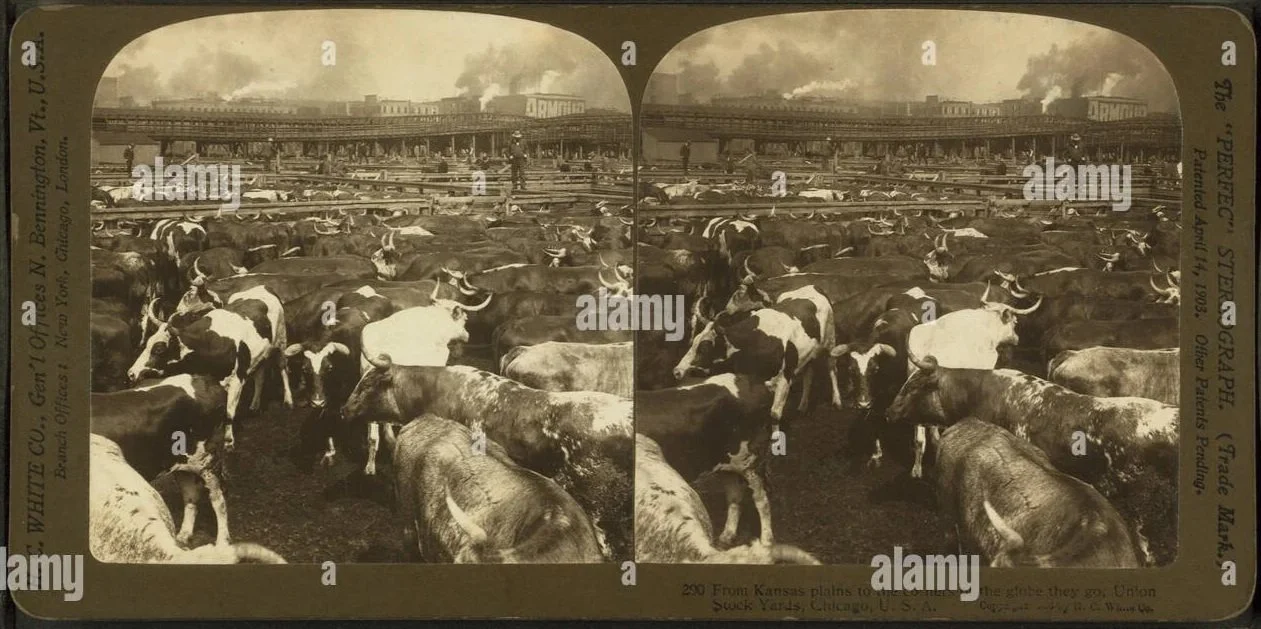 from-kansas-plains-union-stock-yards-stockyards-chicago-usa-from-robert-KEH1T3.jpg