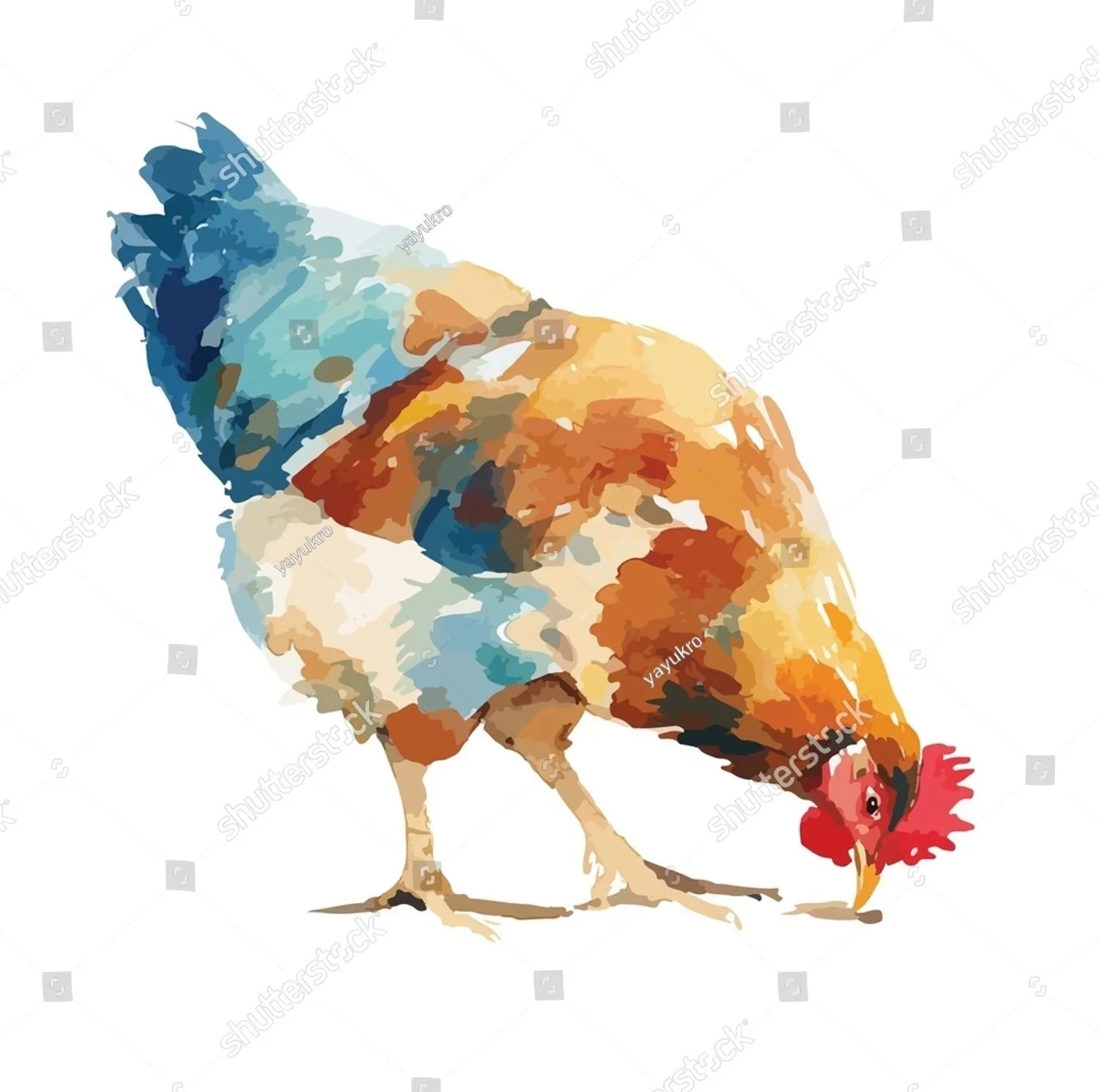 stock-vector-a-chicken-with-blue-and-brown-watercolor-style-feathers-is-foraging-head-down-with-a-red-comb-and-2672964531.jpg