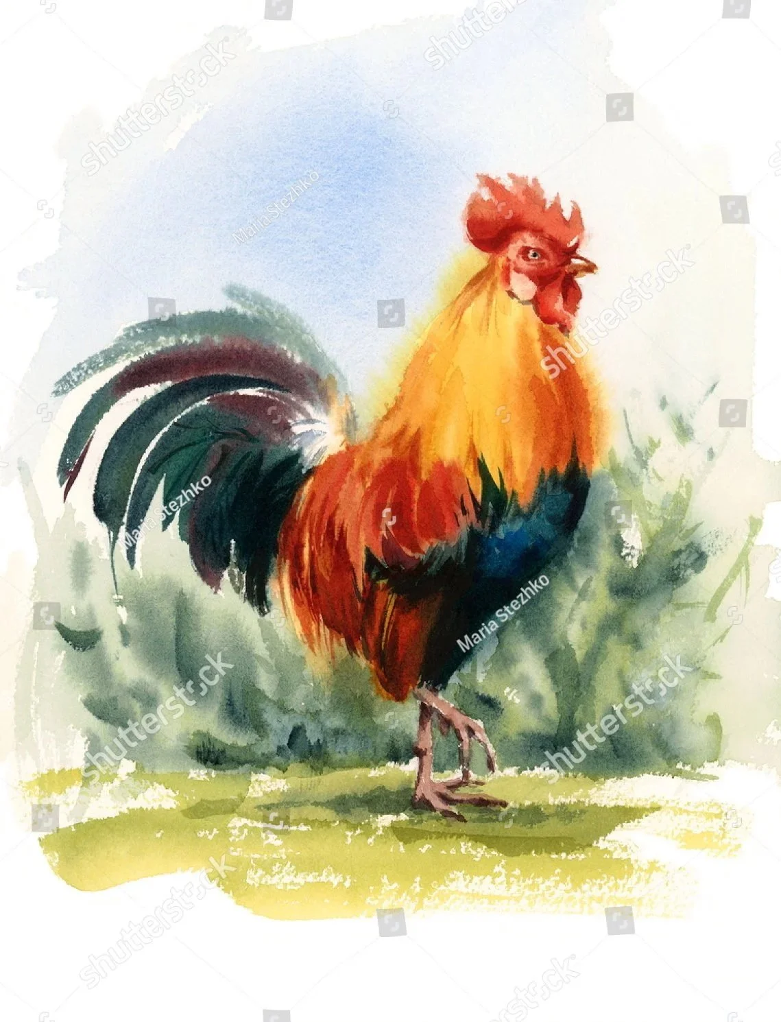 stock-photo-watercolor-farm-bird-rooster-hand-painted-illustration-343618949.jpg
