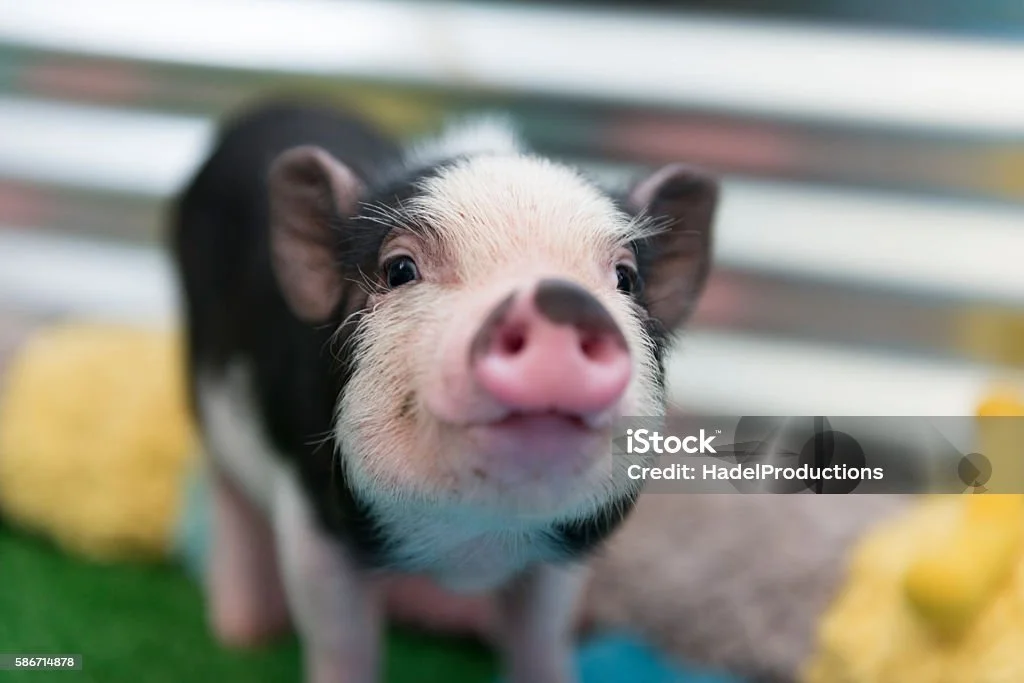 istockphoto-586714878-1024x1024.jpg