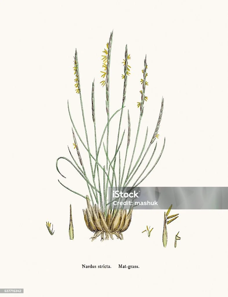 istockphoto-537715342-1024x1024.jpg