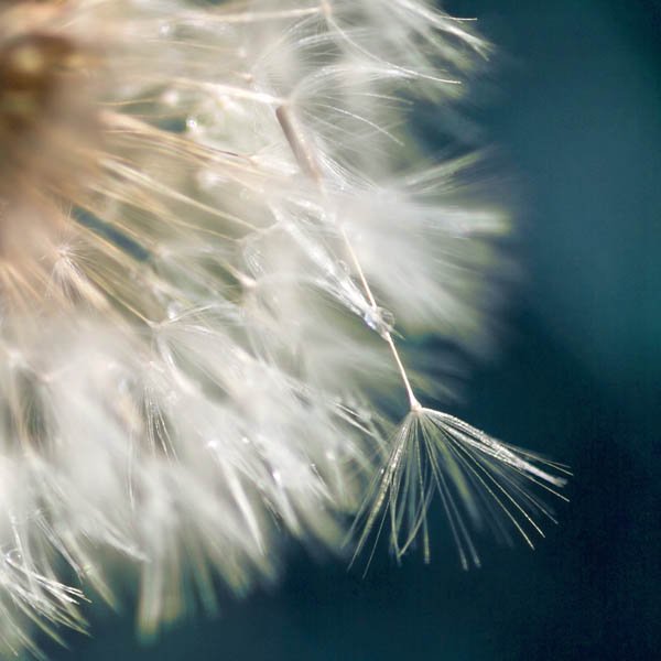 Dandelion Dream