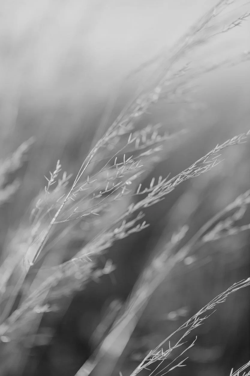 3017333 B&W.jpg