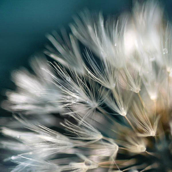 dandelion Dream