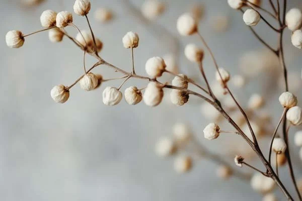 Dried Eleganc