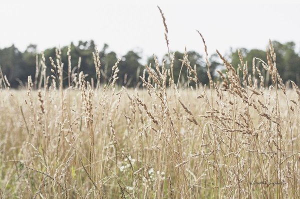 WA-74452-summer-field-ii-15129.jpg