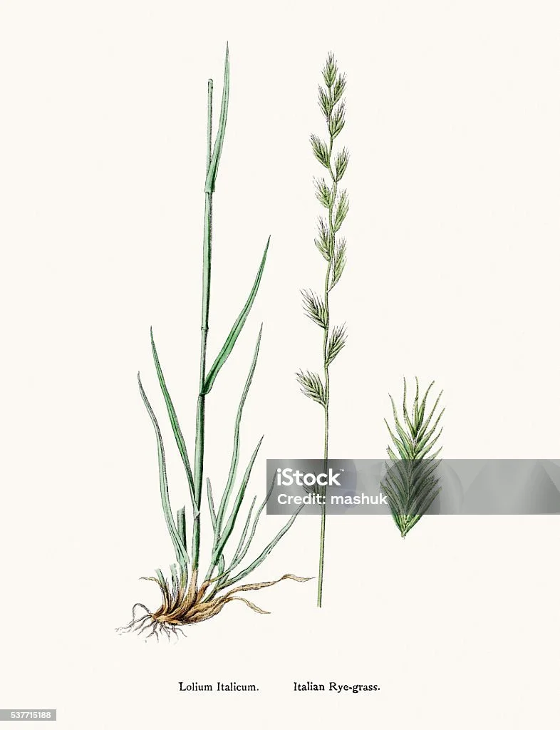istockphoto-537715188-1024x1024.jpg
