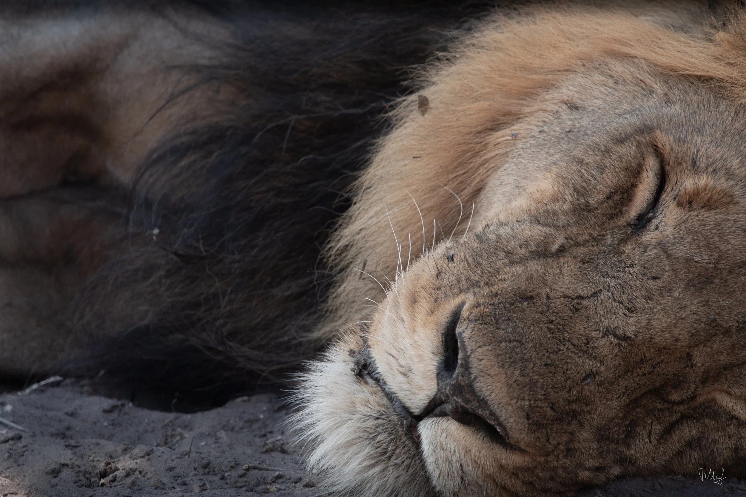 Close-up of a lioness sleeping on the ground with eyes closed, showing detailed facial features and fur.