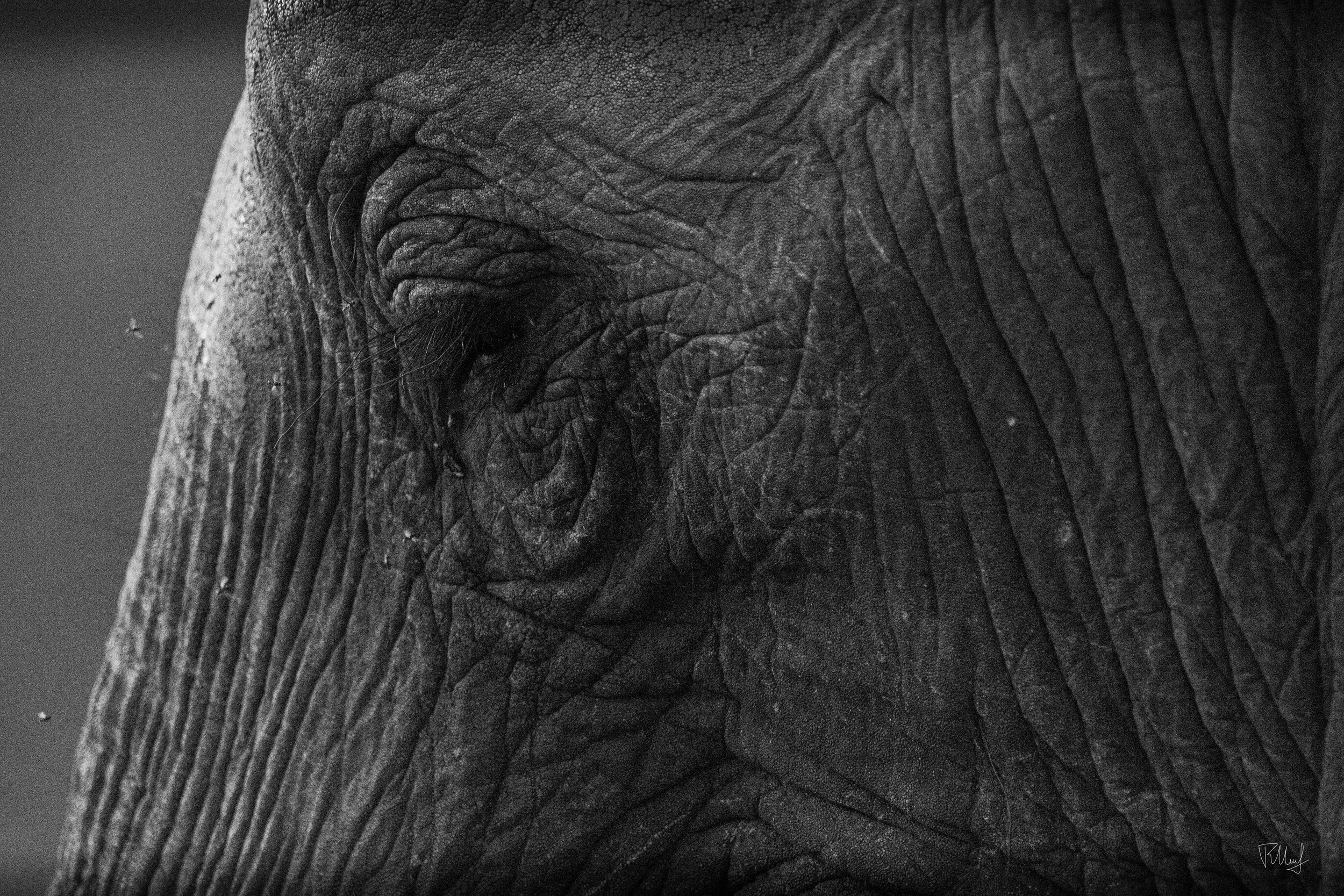 Close-up of an elephant's face in black and white, showing textured skin and the area around the eye.