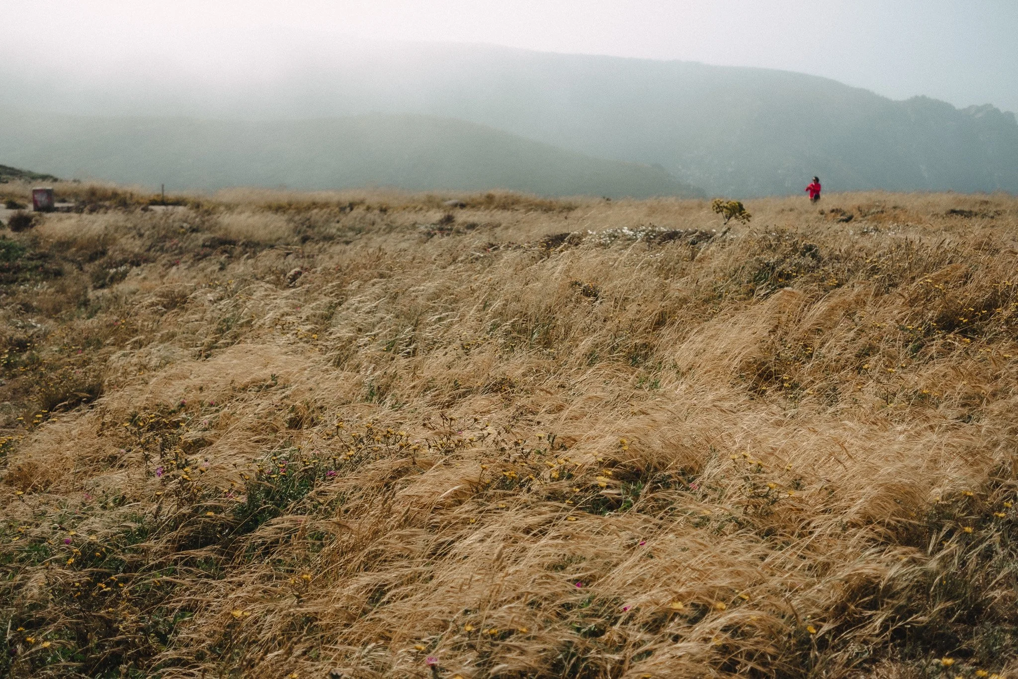 A large open field with tall golden grass and wildflowers, hills in the background, and a person in a pink coat walking in the distance.