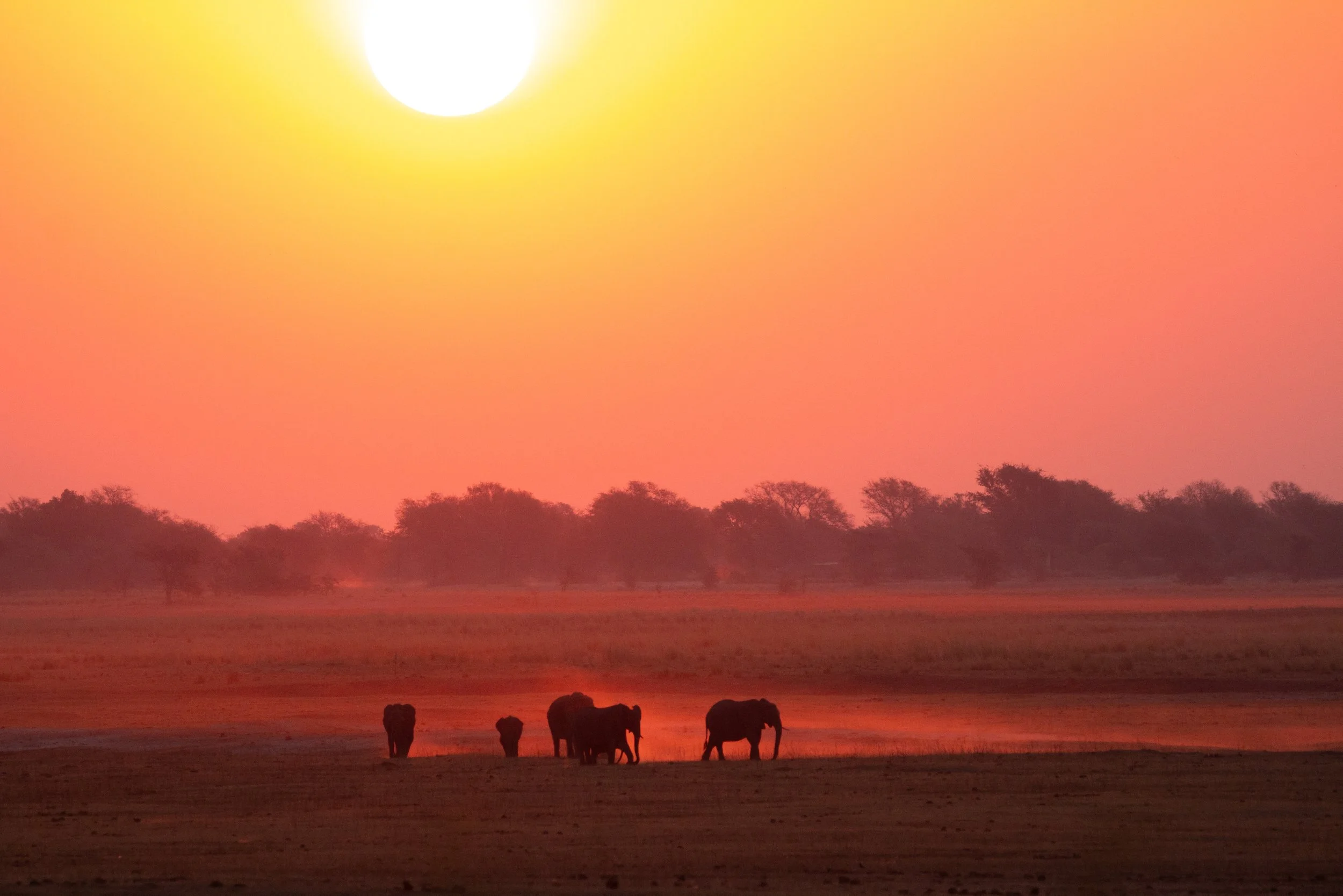 Elephants walking across a savannah during sunset with a pink sky and a bright sun.