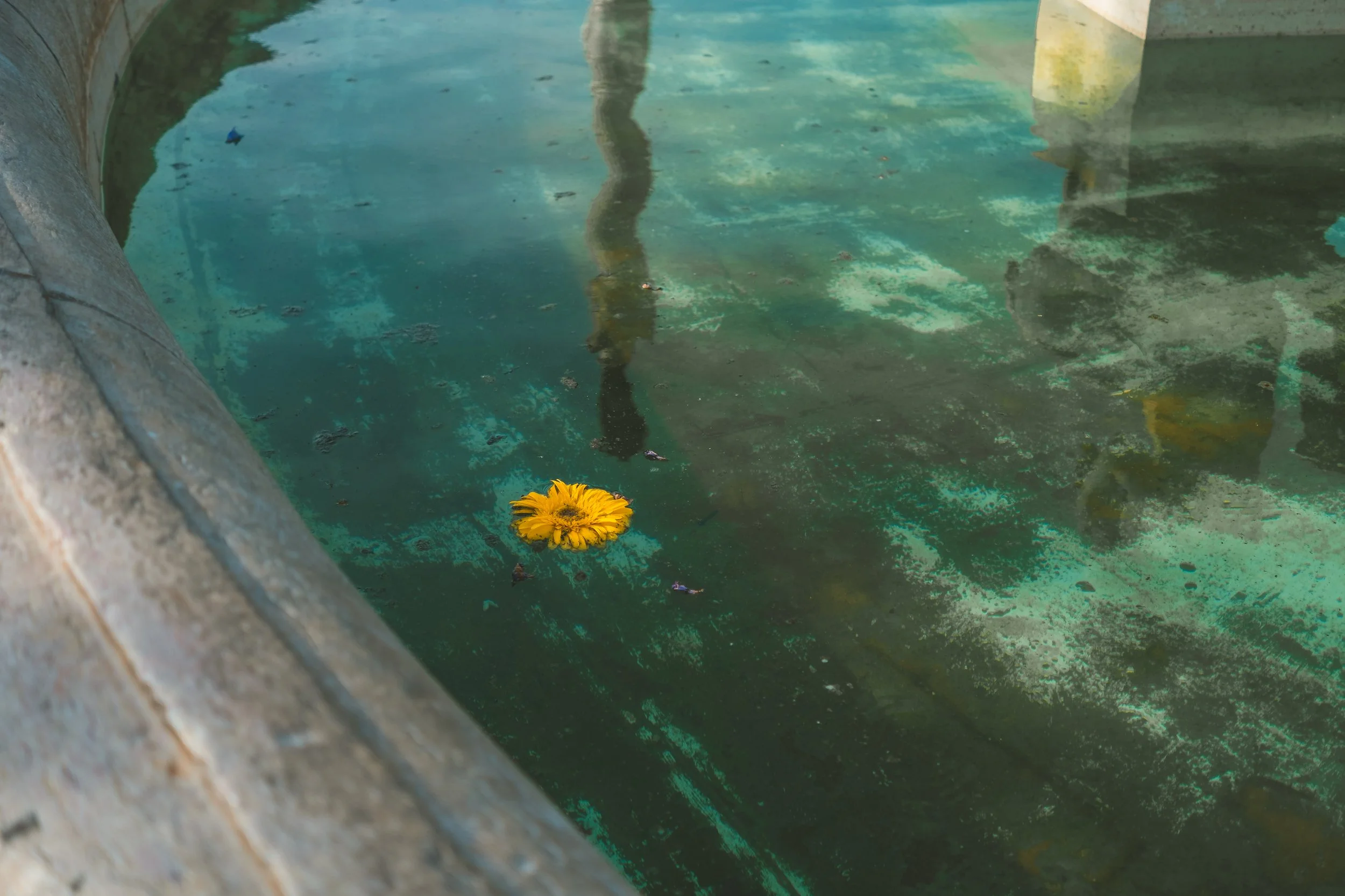 A concrete fountain with clear water and a floating yellow flower.