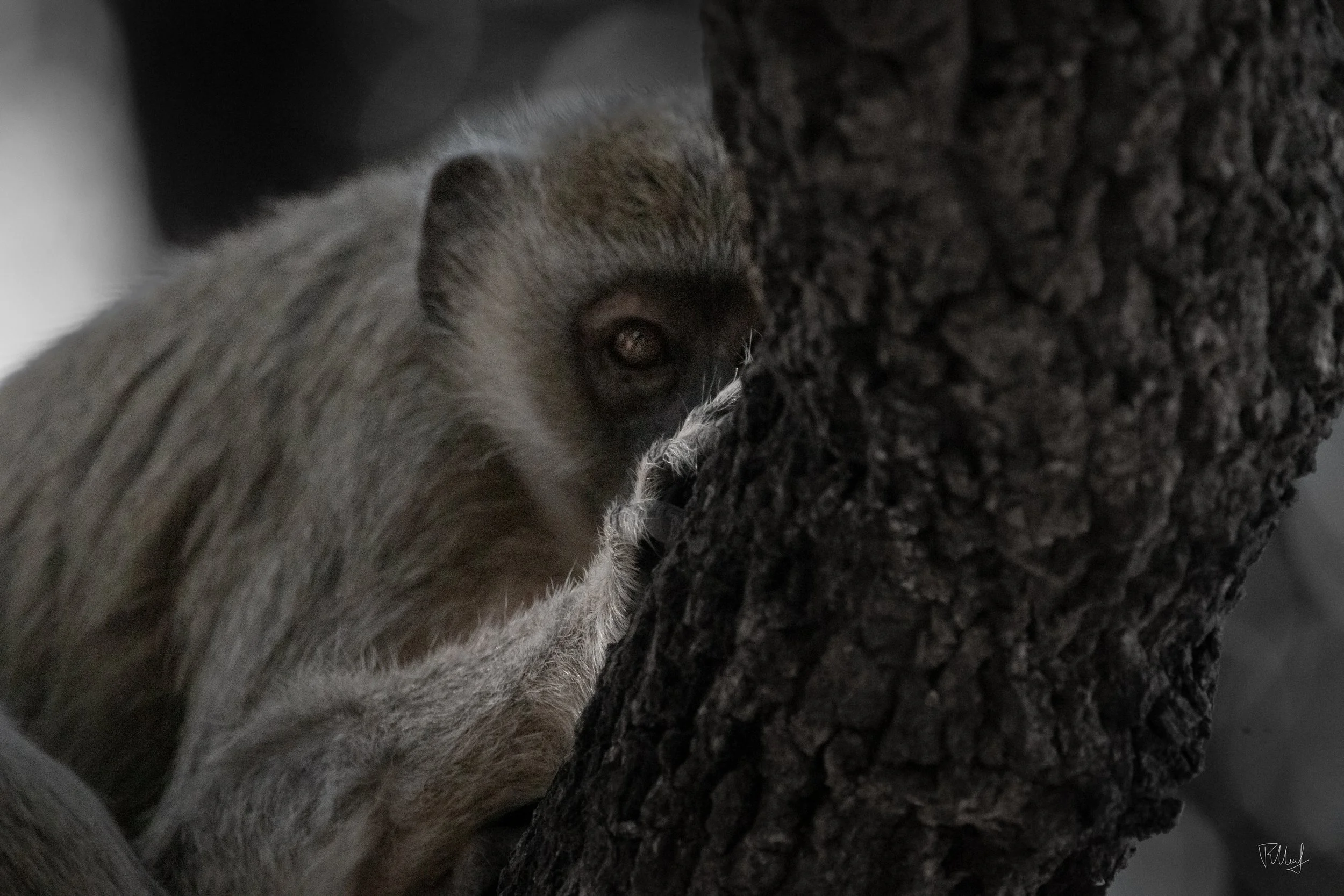 A close-up of a lemur peeking from behind a tree trunk.