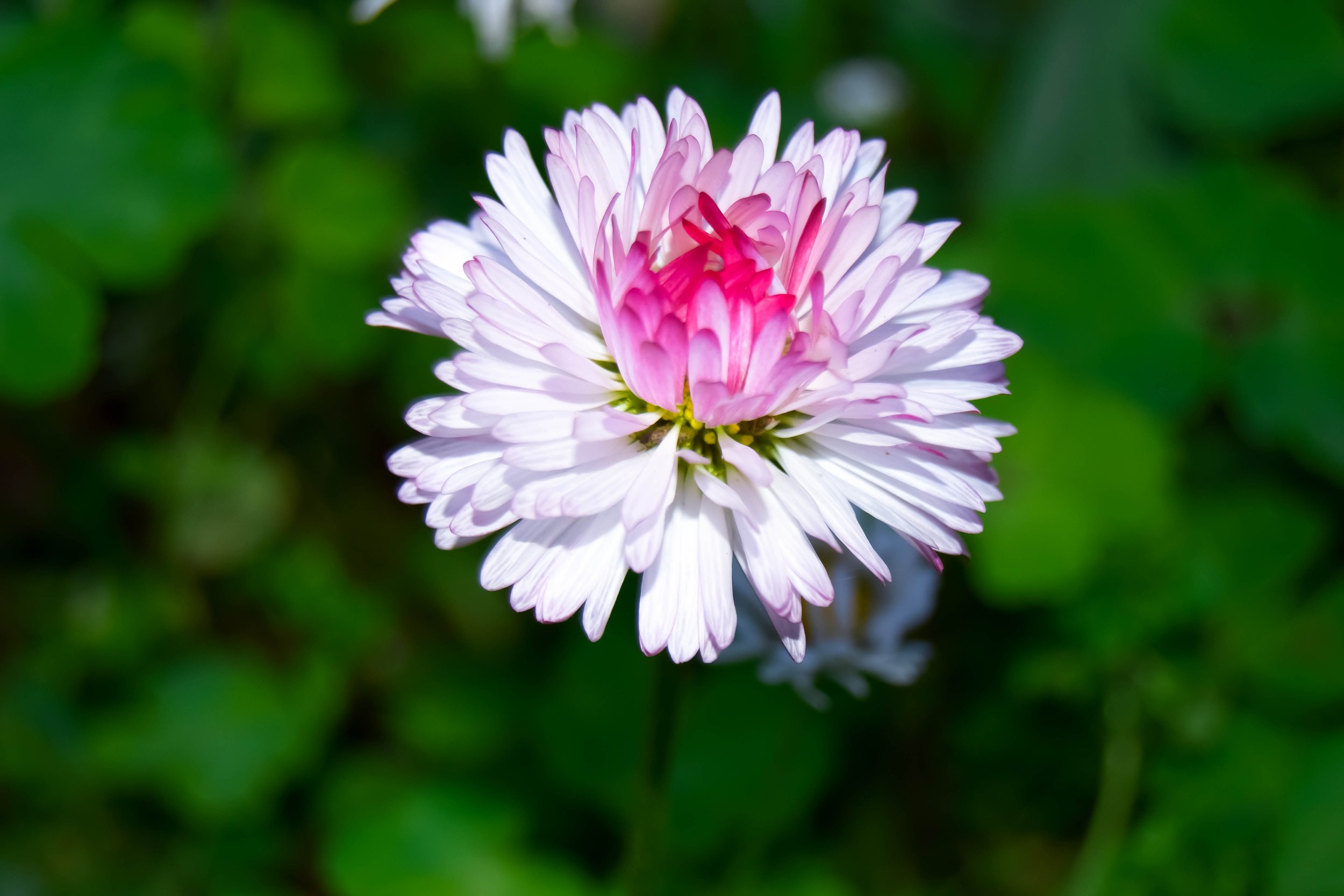 Close-up of a pink and white flower with green foliage in the background.