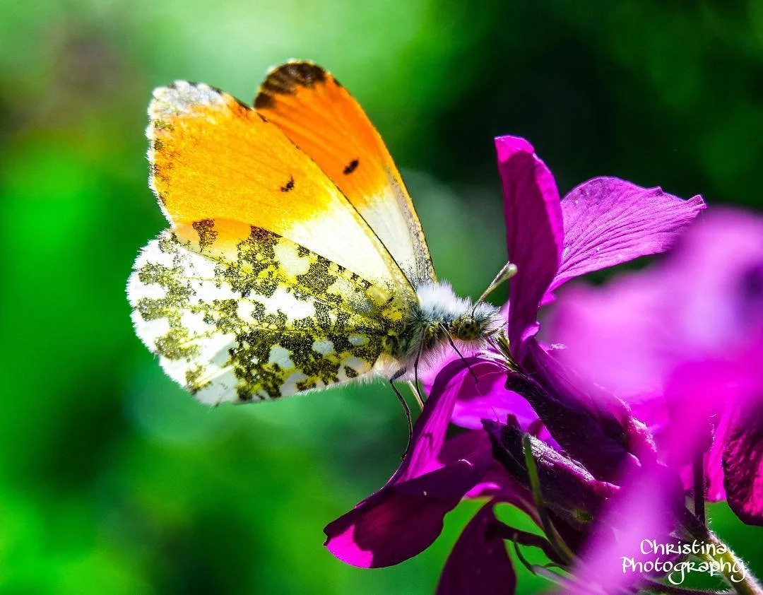 A close-up of a butterfly with orange, white, and black wings perched on a pink flower with a green blurred background.