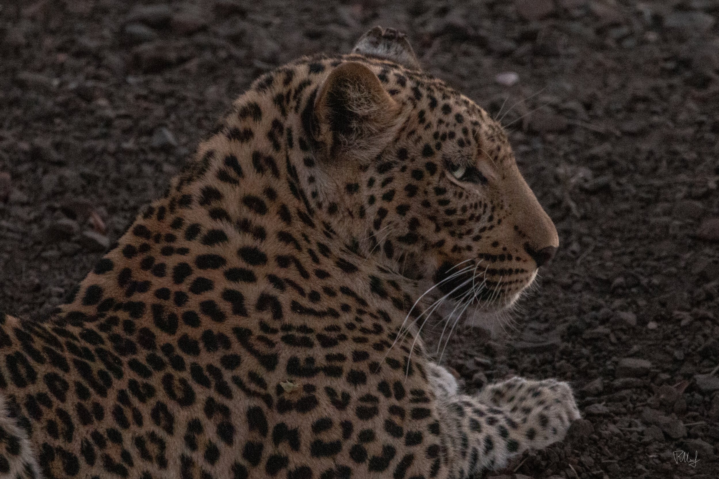 A close-up of a leopard lying on dark ground, showing its spotted coat and profile of its face.