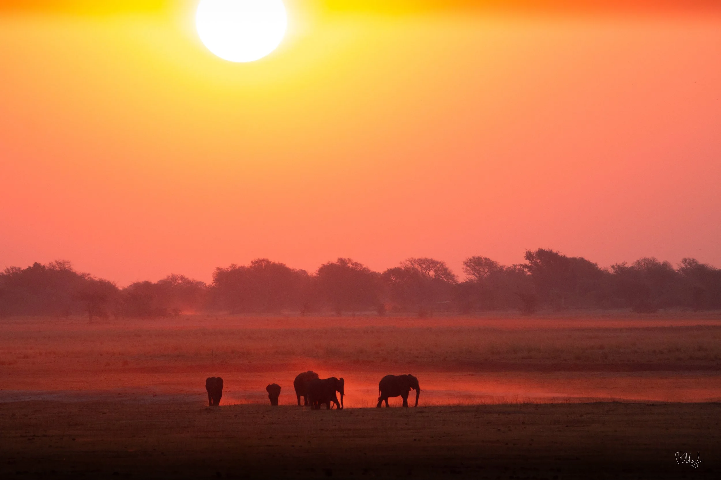 Elephants walking across a grassy plain during a sunset with a large, bright sun in the sky and trees in the background.