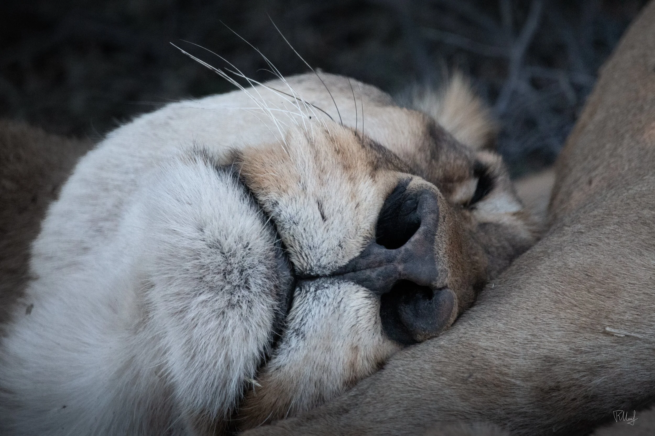 Close-up of a sleeping lioness resting her head on another lion, showcasing her relaxed face and soft fur.