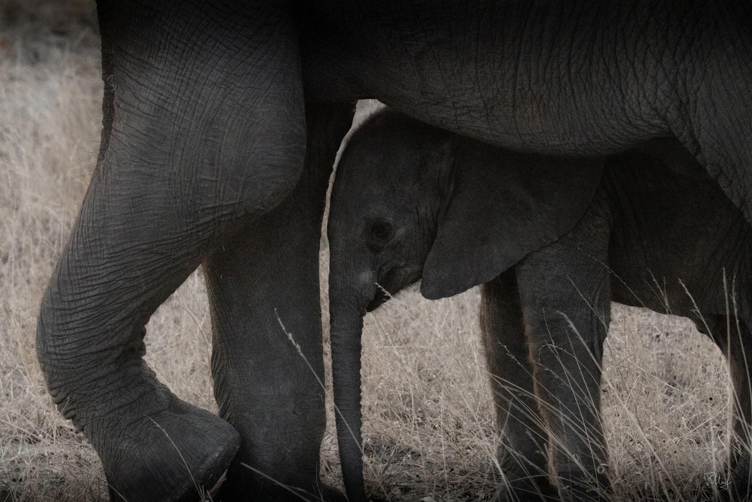 A baby elephant standing next to an adult elephant in a grassy field.