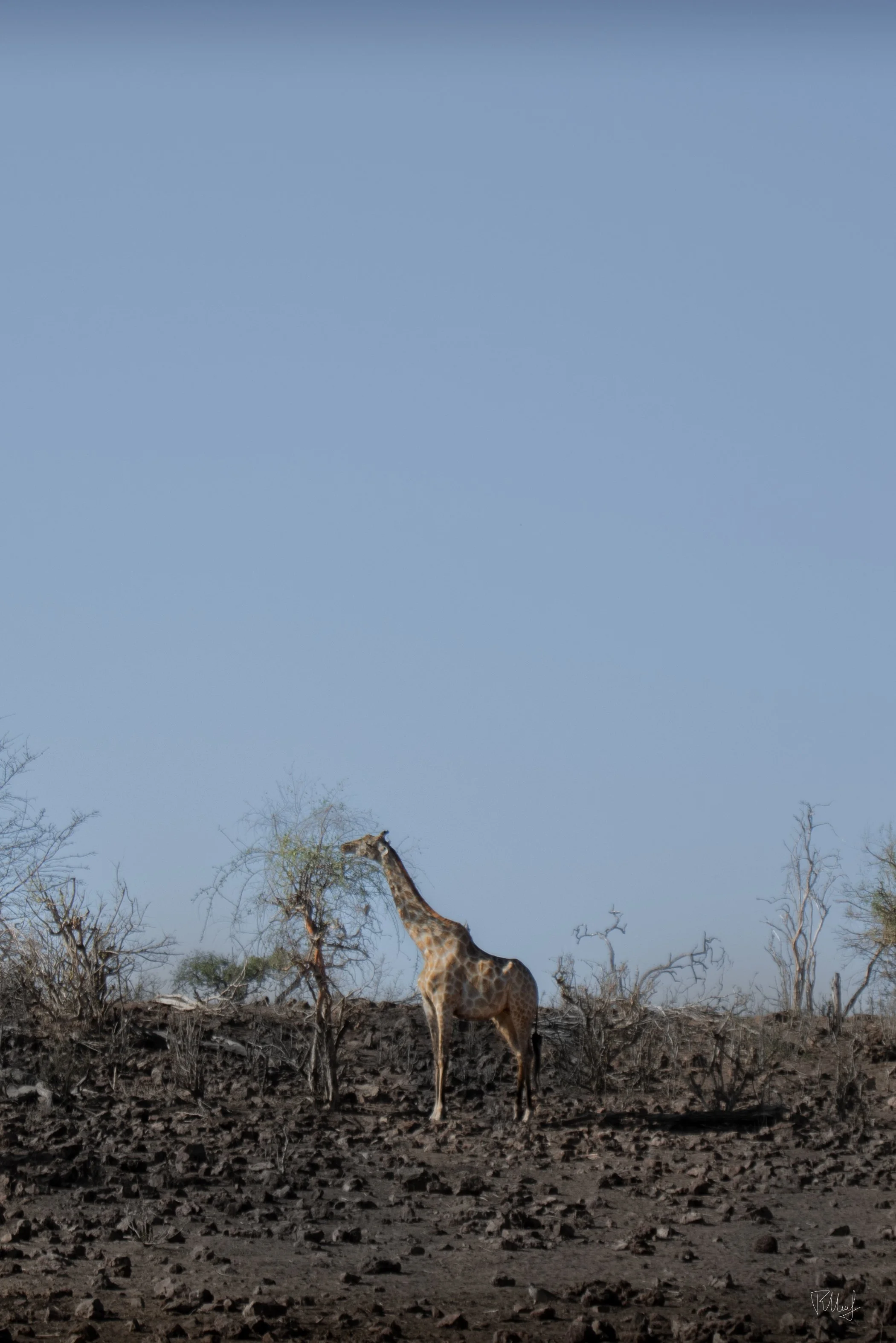 A giraffe standing next to leafless trees in a dry, arid landscape under a clear blue sky.