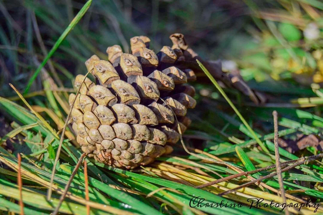 A pine cone on the ground surrounded by green grass and twigs.