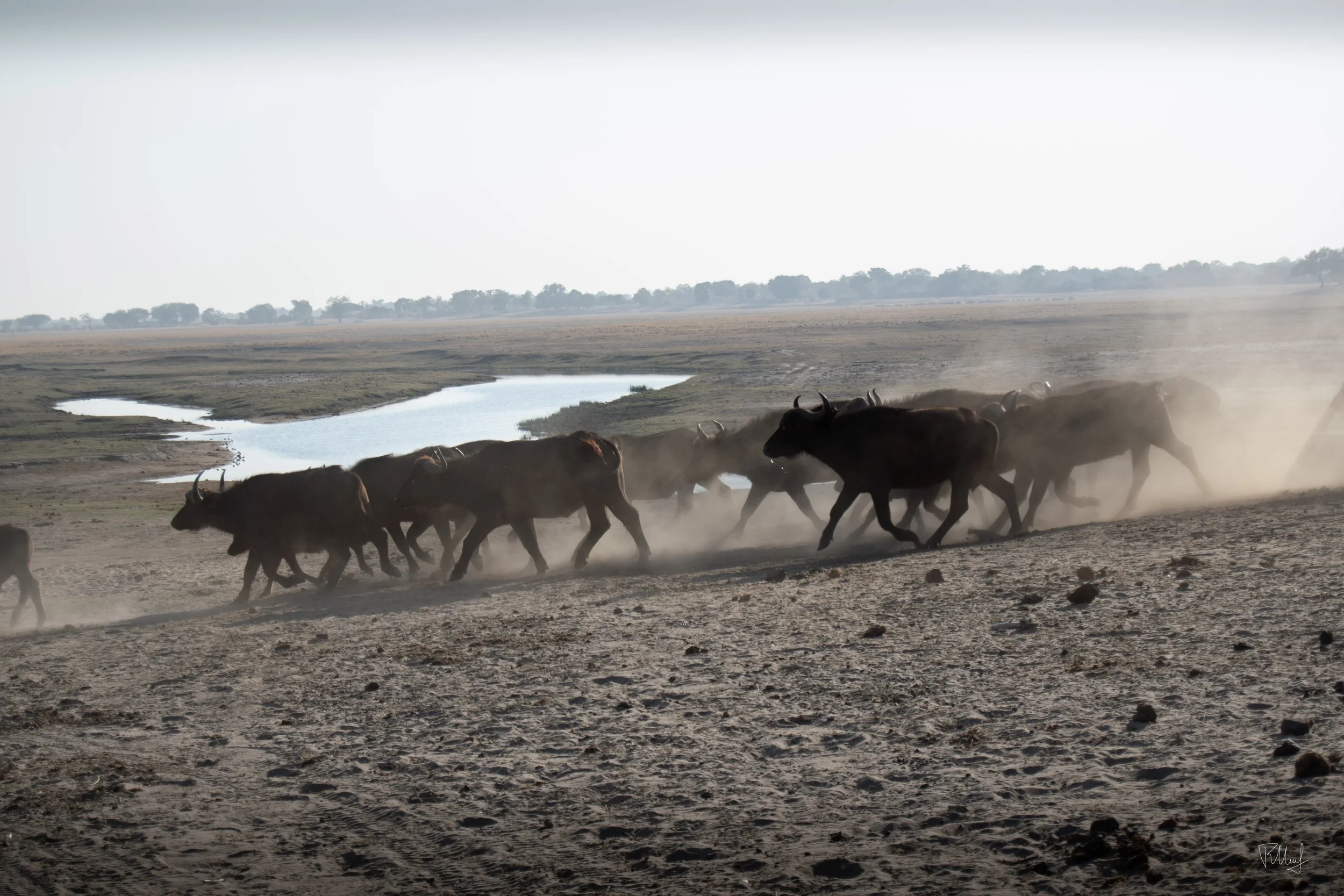 A herd of wildebeests running across a dusty plain next to a water body on the African savannah.