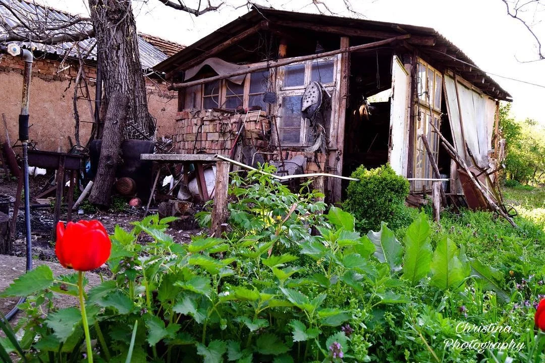 An old, dilapidated wooden shed with a thatched roof surrounded by lush green plants and a single red flower in the foreground.