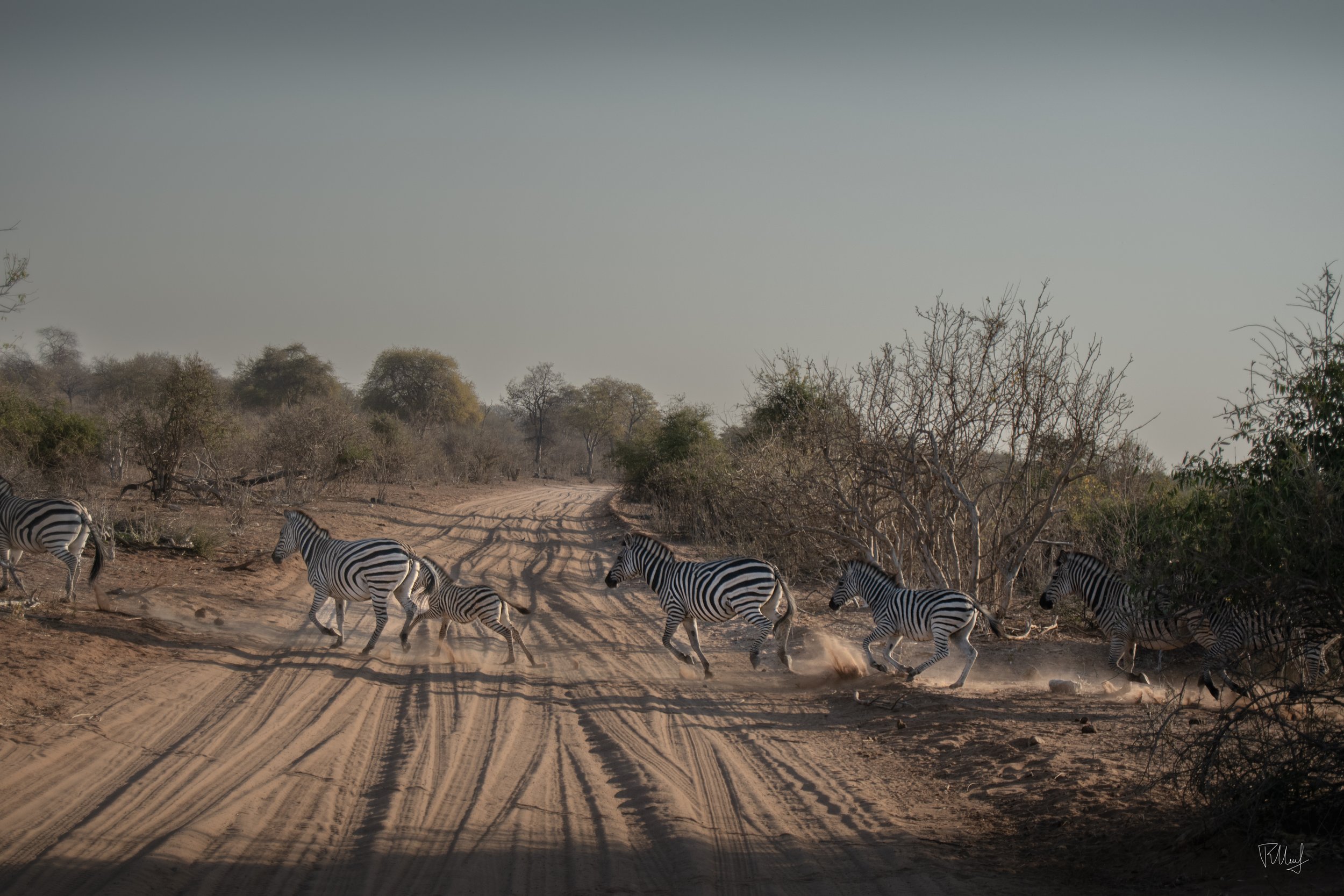 Group of zebras running across a dirt road in a dry savannah landscape.