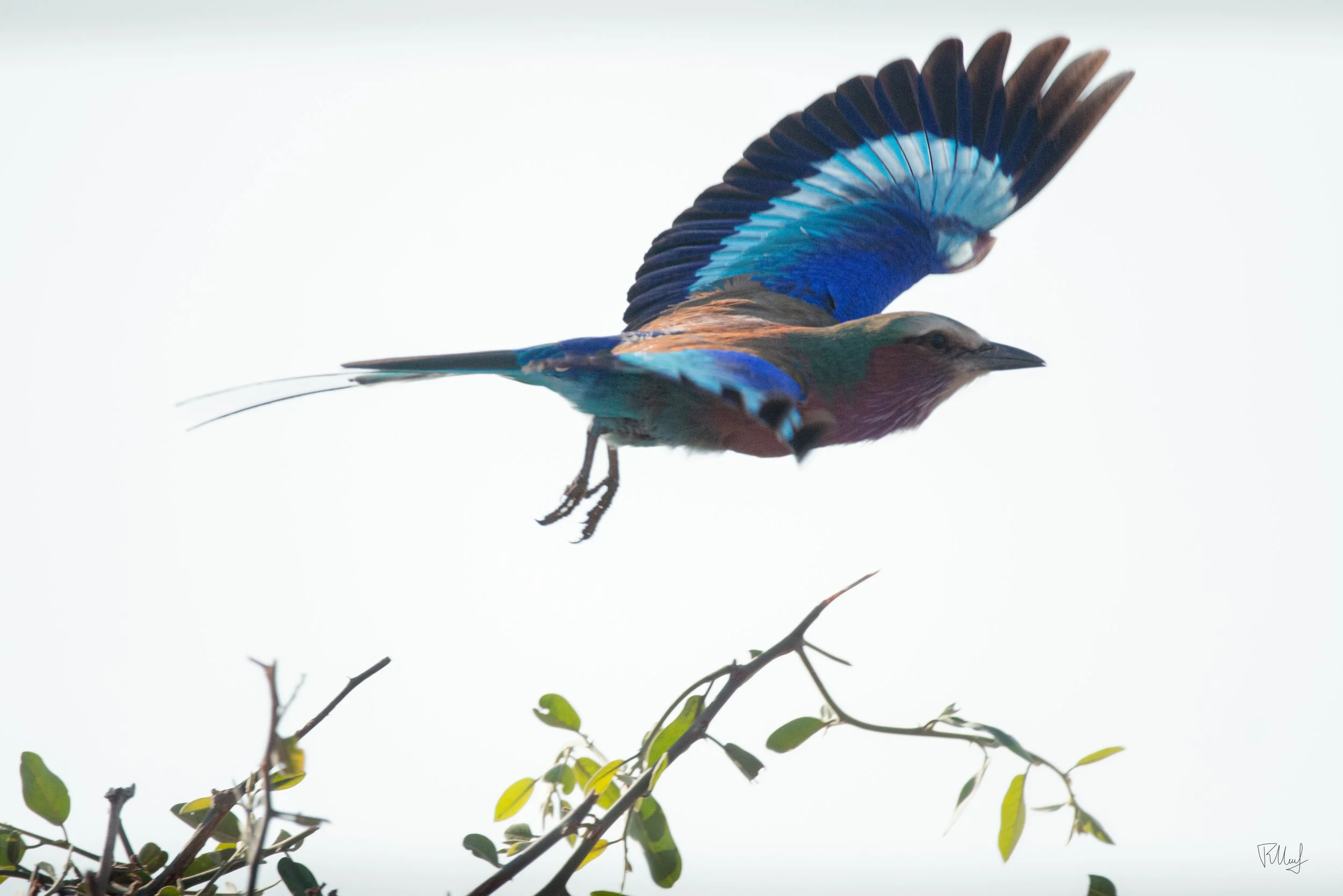 A colorful bird with blue, purple, and brown feathers in mid-flight near a branch with green leaves