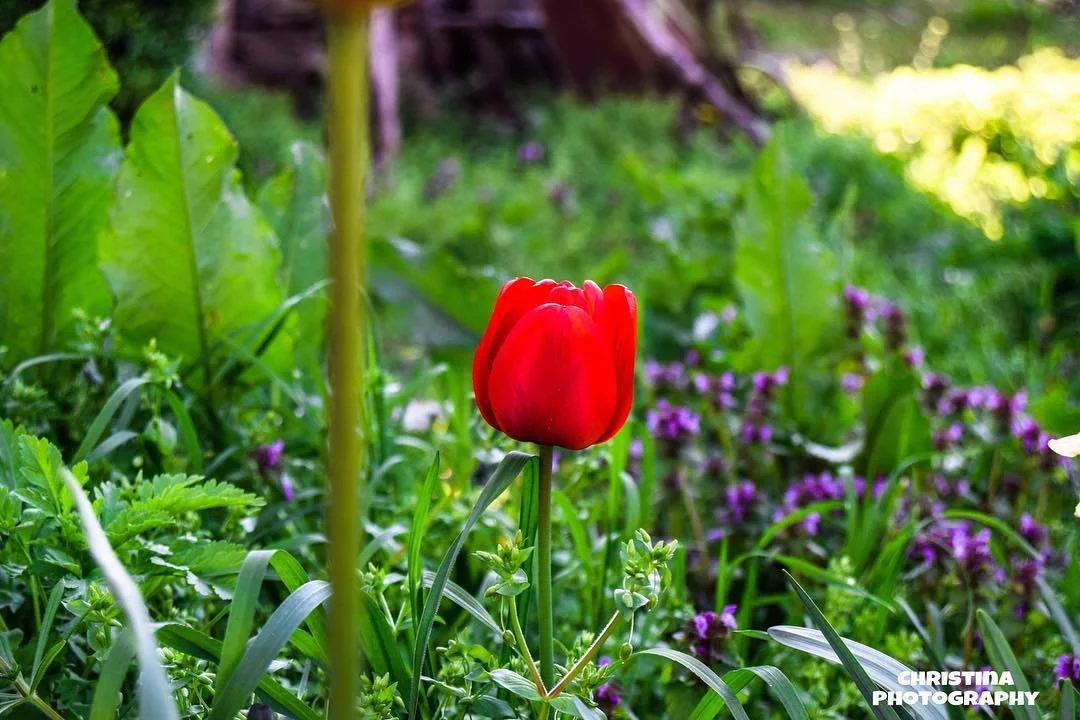 Red tulip surrounded by green leaves and purple flowers in a garden with sunlight.