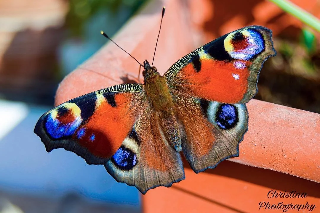 Colorful peacock butterfly resting on a person's finger with blurred background.