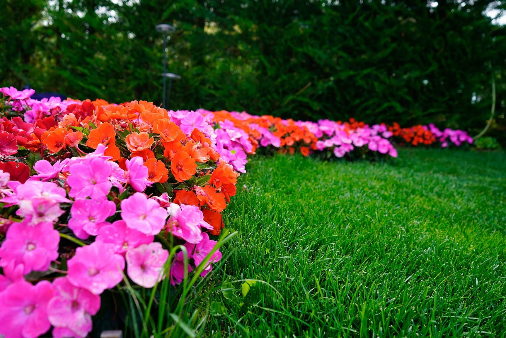 Delladio Marco - Cavalese (5).jpg