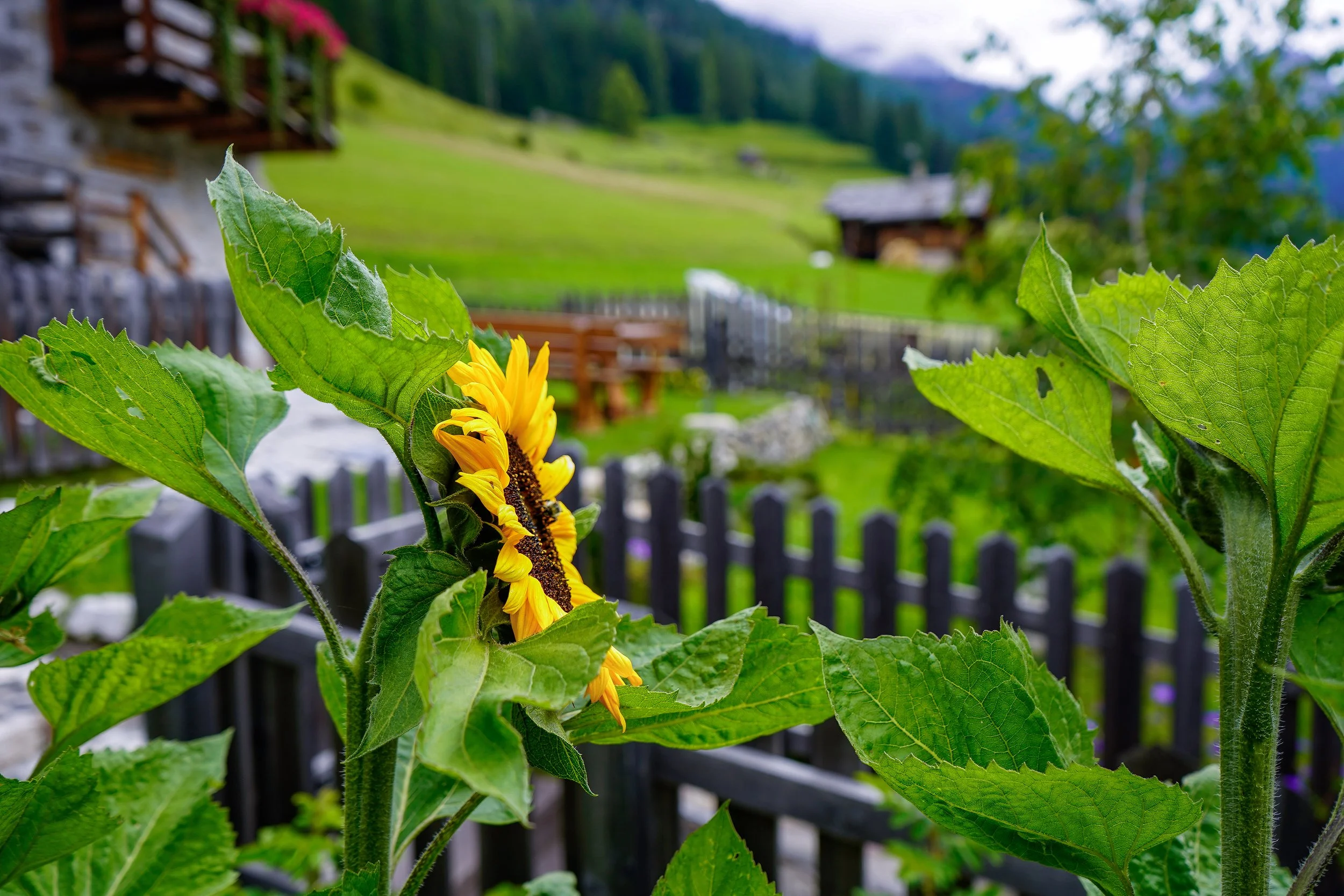 Menara Mariano Campitello (2).jpg