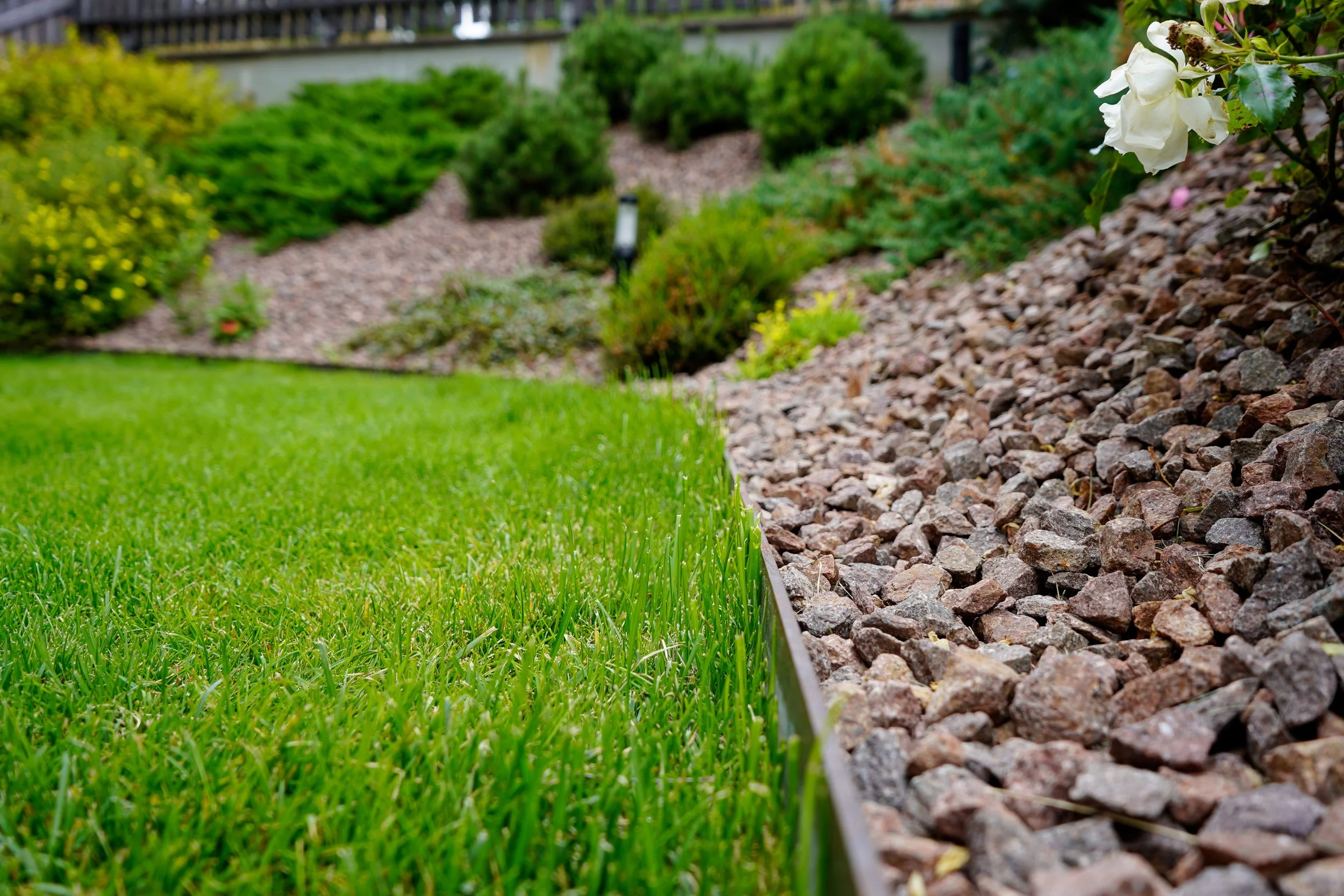 Moena Piccagli Dino (2).jpg