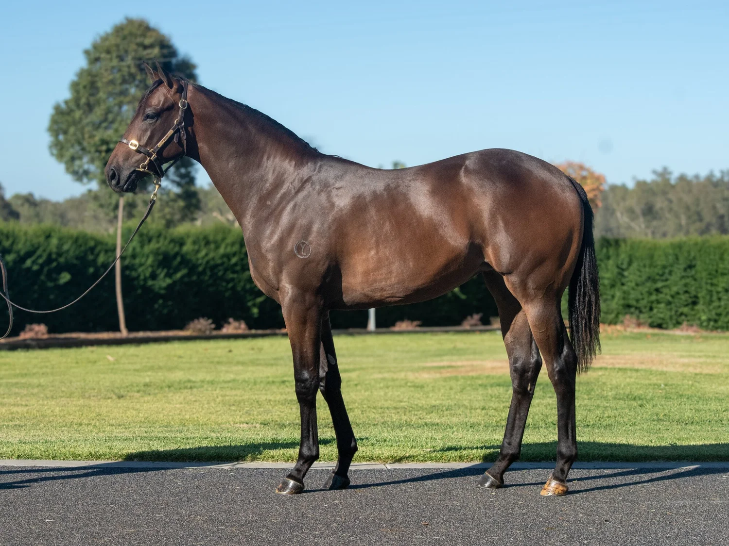 Alabama Express x Storytime filly — BJORN BAKER RACING