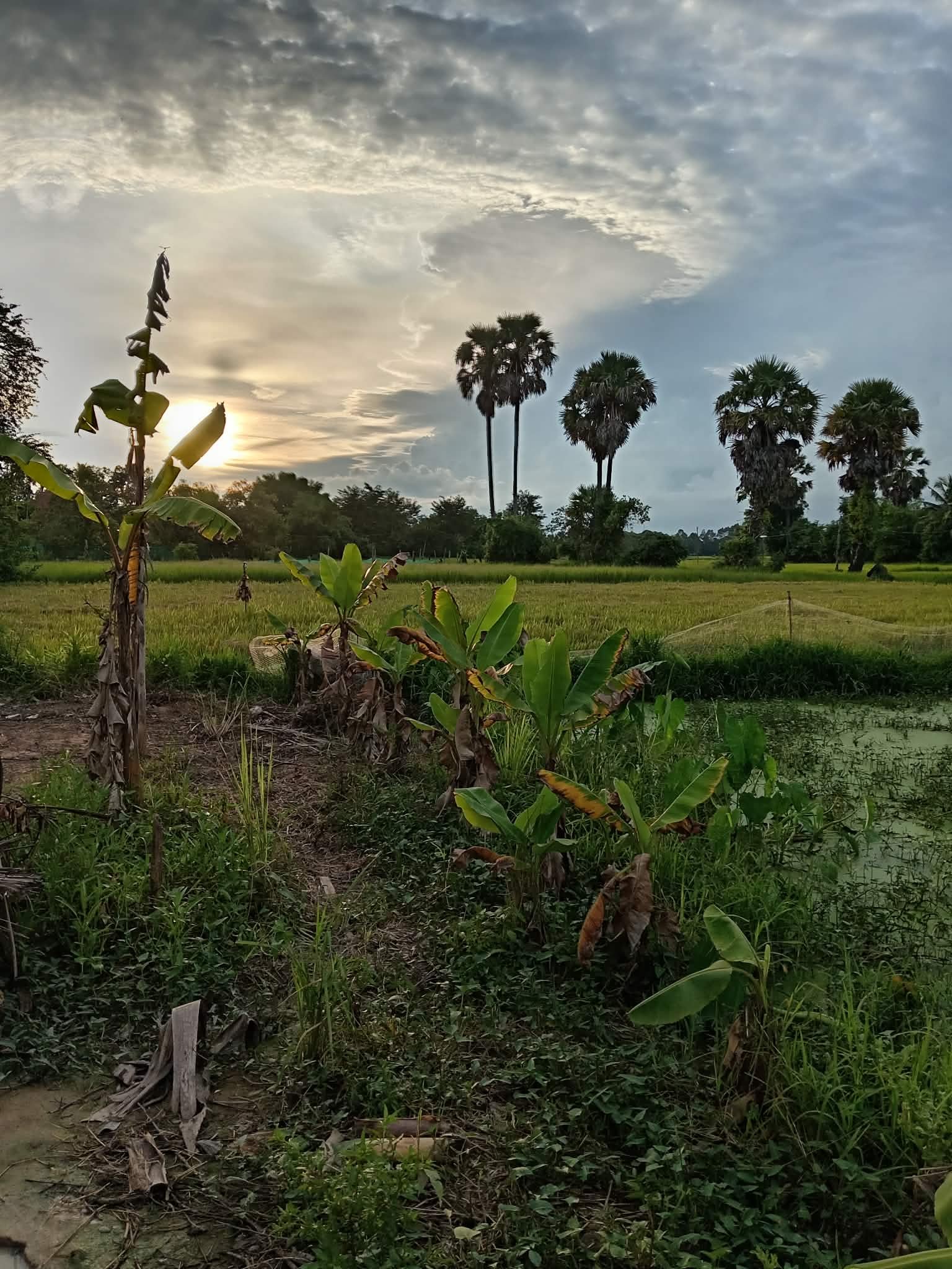 Siem Reap in the Rain: An Honest Guide to the Green Season