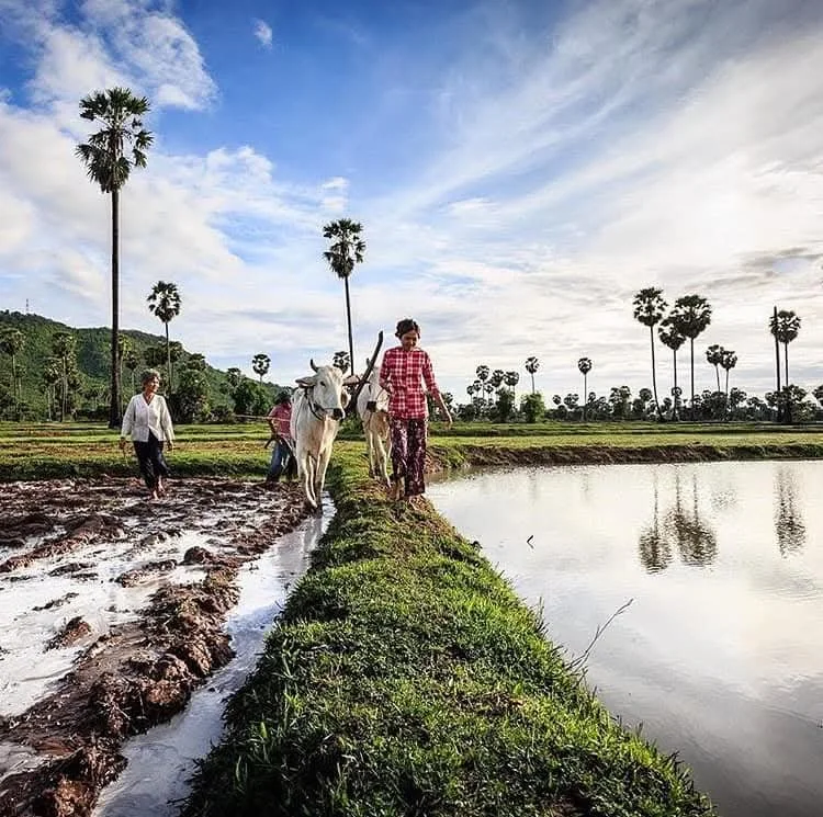 Farmers walking with a cow along a narrow grassy path beside a flooded rice field under a partly cloudy sky, with palm trees in the background.