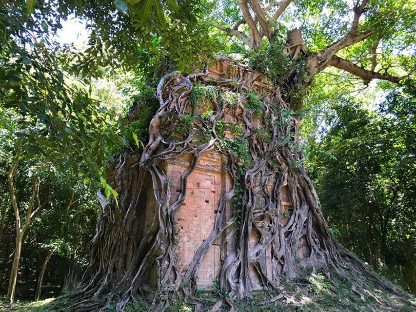 A large tree with thick winding roots growing around and over a brick structure in a lush green forest.